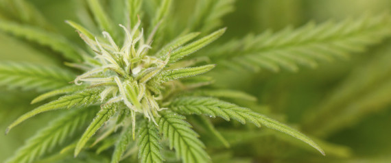 Forscher finden heraus: Cannabis hat einen erstaunlichen Effekt auf unsere ...